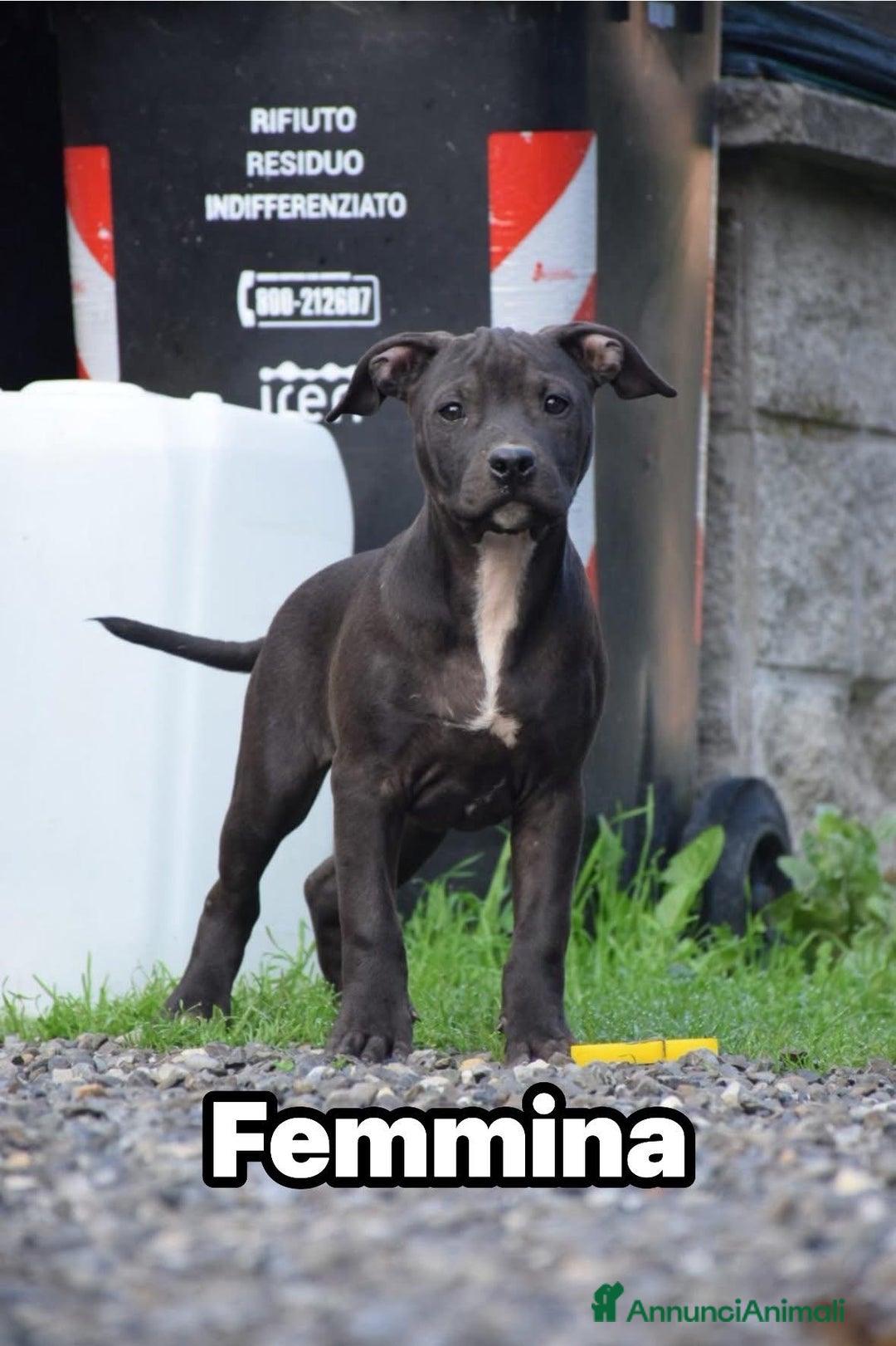 Pitbull cani in vendita: Allevamento professionale propone anche a rate - Annuncio 10