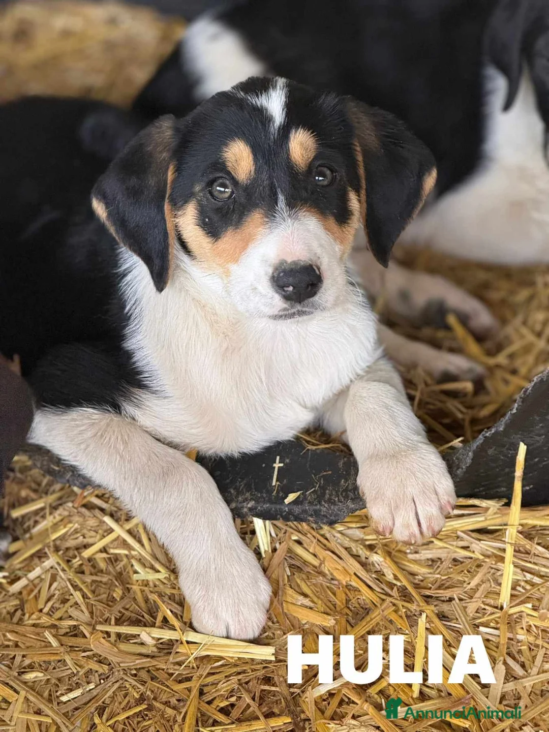 Meticcio cani in regalo: 5 dolcissime cucciole coccolone! TG MEDIA. - Annuncio 2