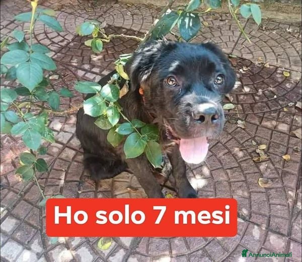 Meticcio cani OLIVER giovane buttato per strada - Annuncio 41
