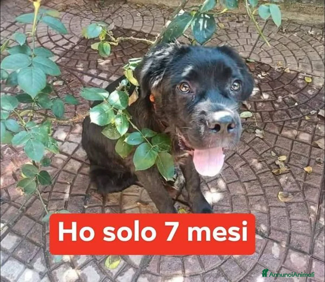 Meticcio cani in regalo: OLIVER giovane buttato per strada - Annuncio 1