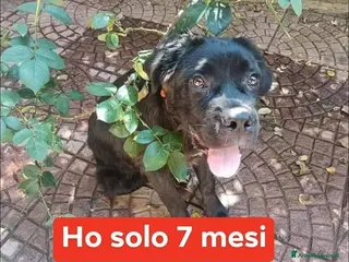 Meticcio cani OLIVER giovane buttato per strada - Annuncio 41