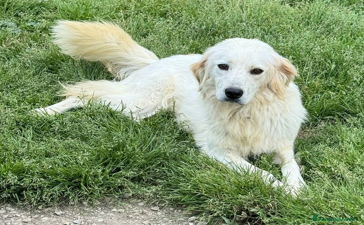 Meticcio cani a Provincia di Teramo - Annuncio 16