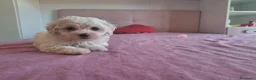Maltipoo cani in vendita: Dolcissima cucciola di Maltipoo - Annuncio 5