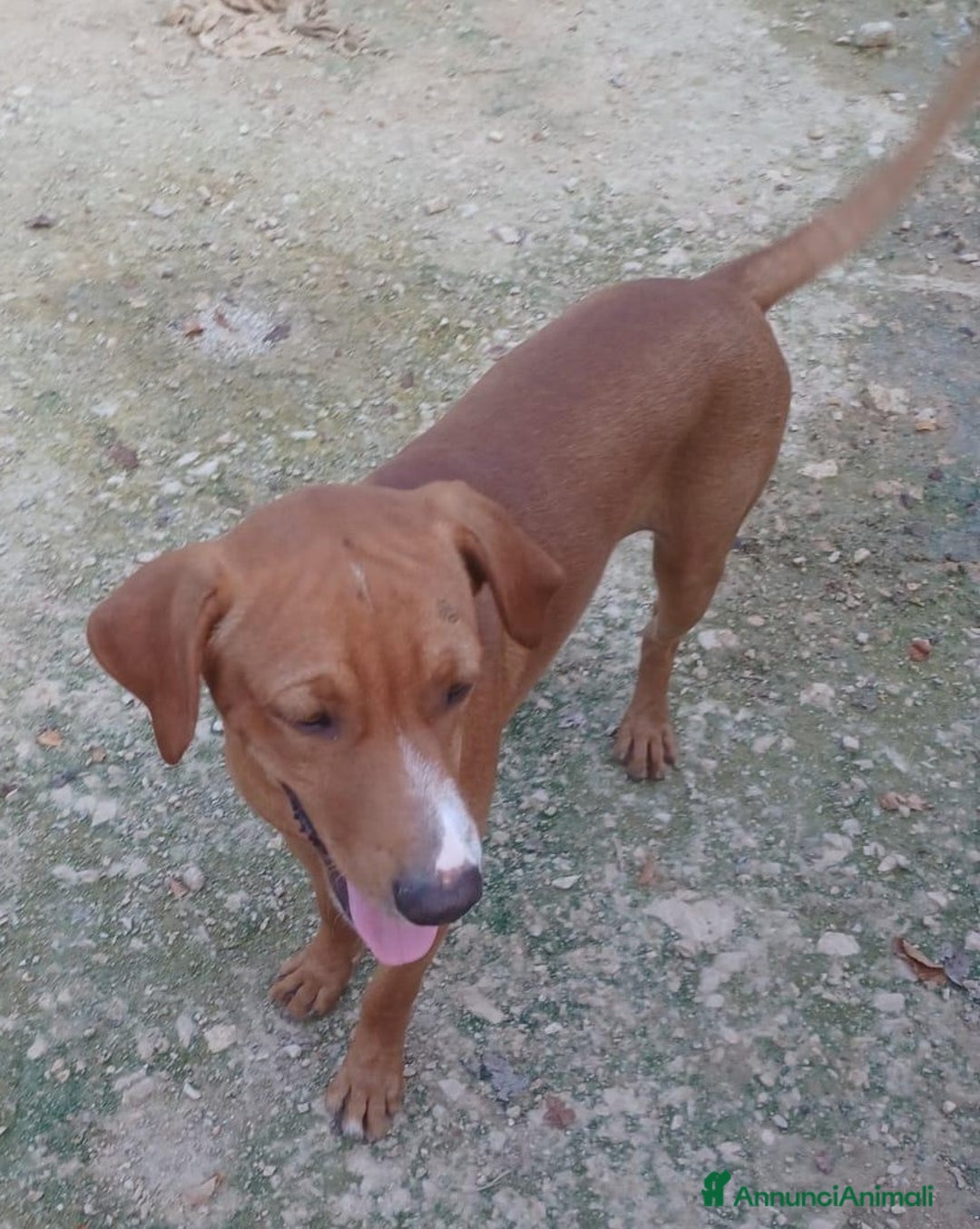 Meticcio cani in regalo: IL BELLISSIMO CORFU' - Annuncio 4