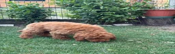 Meticcio cani in vendita: Barboncino Nano - Annuncio 13