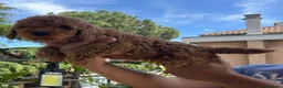 Barboncino Toy cani in vendita: Barboncino toy  - Annuncio 2