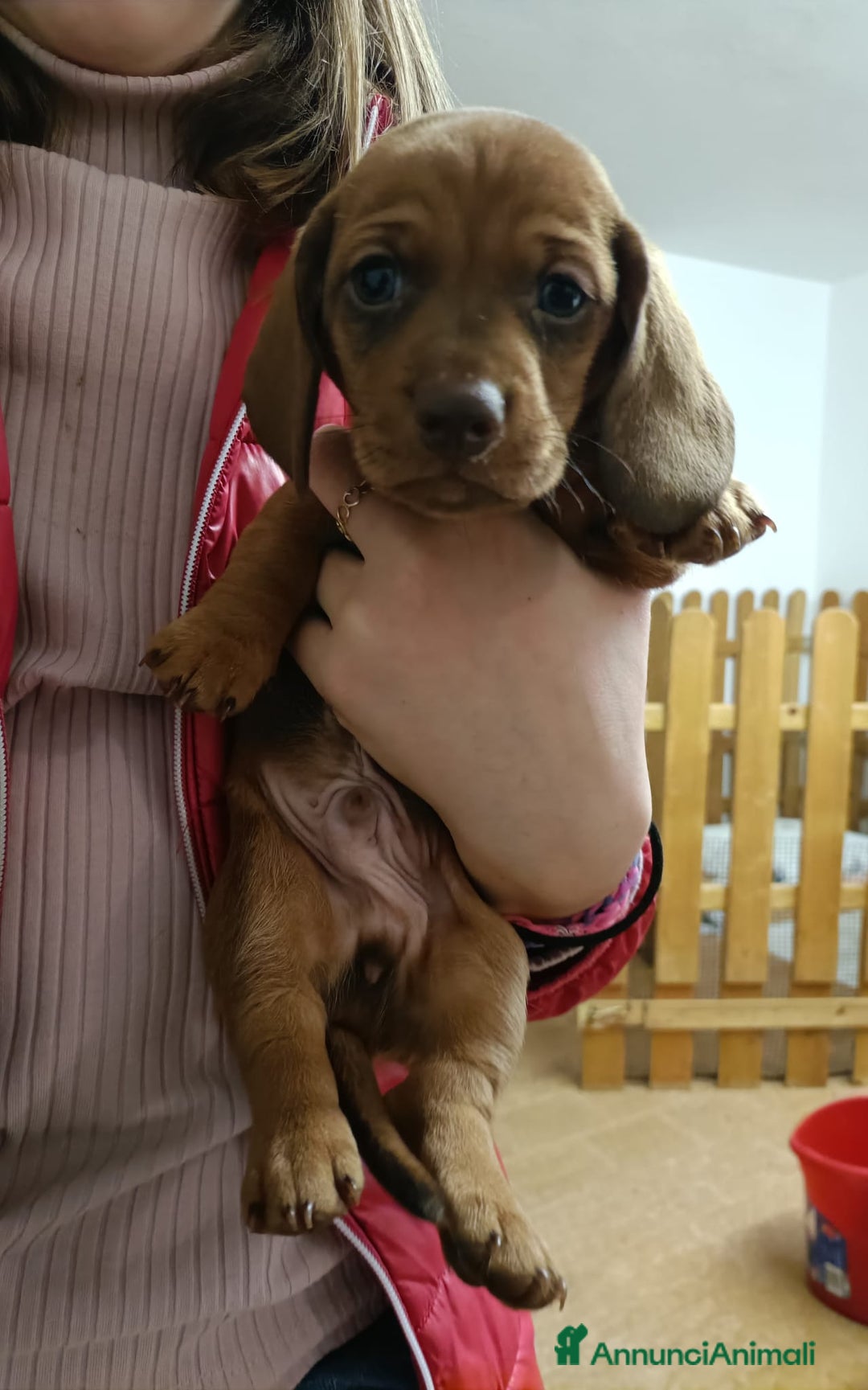 Bassotto cani in vendita: Bassotto Tedesco Standard - Annuncio 4