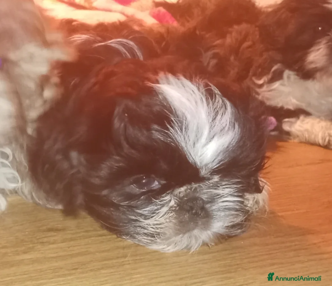 Shih Tzu cani in vendita: Splendidi cuccioli di Shitzu  - Annuncio 20