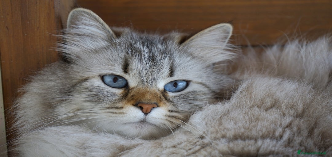 Immagine della galleria {{count}}