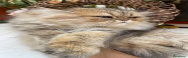 Persiano 1