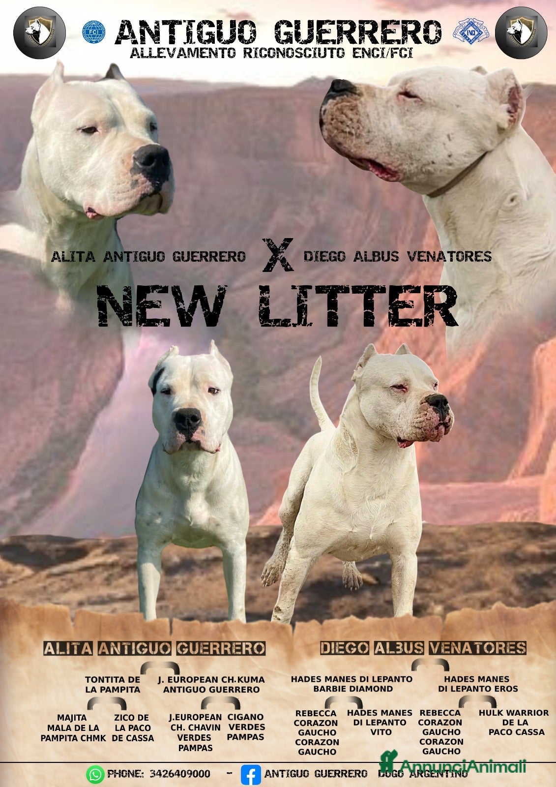 Dogo Argentino cani CUCCIOLI DOGO ARGENTINO - Annuncio 1