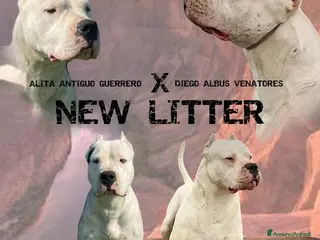 Dogo Argentino cani CUCCIOLI DOGO ARGENTINO - Annuncio 1
