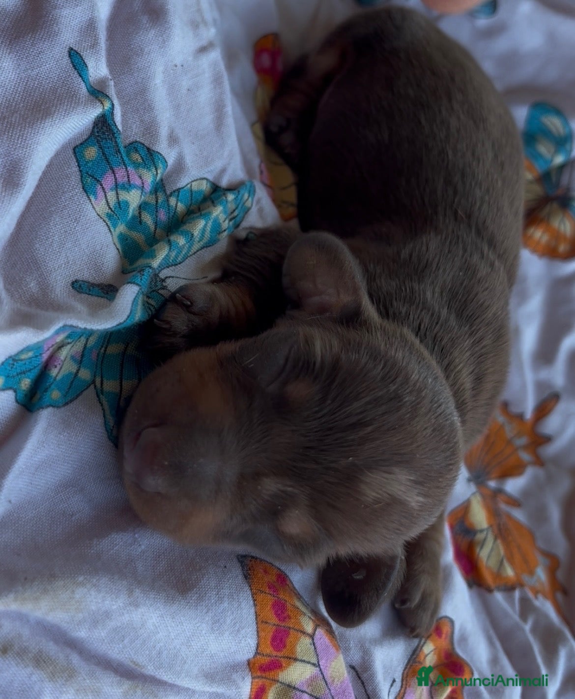Bassotto cani Cucciolo bassotto Arlecchino kaninnken  - Annuncio 4