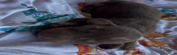 Bassotto cani in vendita: Cucciolo bassotto Arlecchino kaninnken  - Annuncio 1
