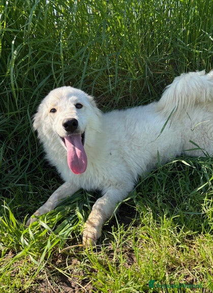 Meticcio cani Molly,  un raggio di sole in canile  - Annuncio 1
