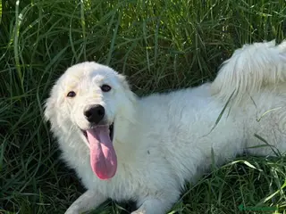 Meticcio cani Molly, un raggio di sole in canile - Annuncio 1