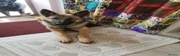 Pastore Belga cani in regalo: Regalo Sole - Annuncio 2
