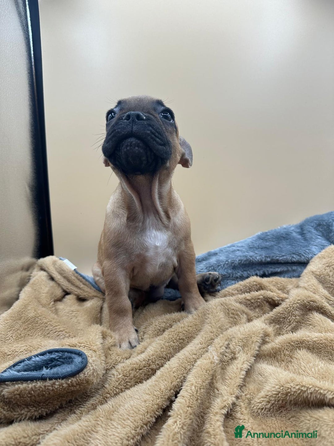 Bulldog Francese cani in vendita: Bouledogue Francese con Pedigree - Annuncio 11