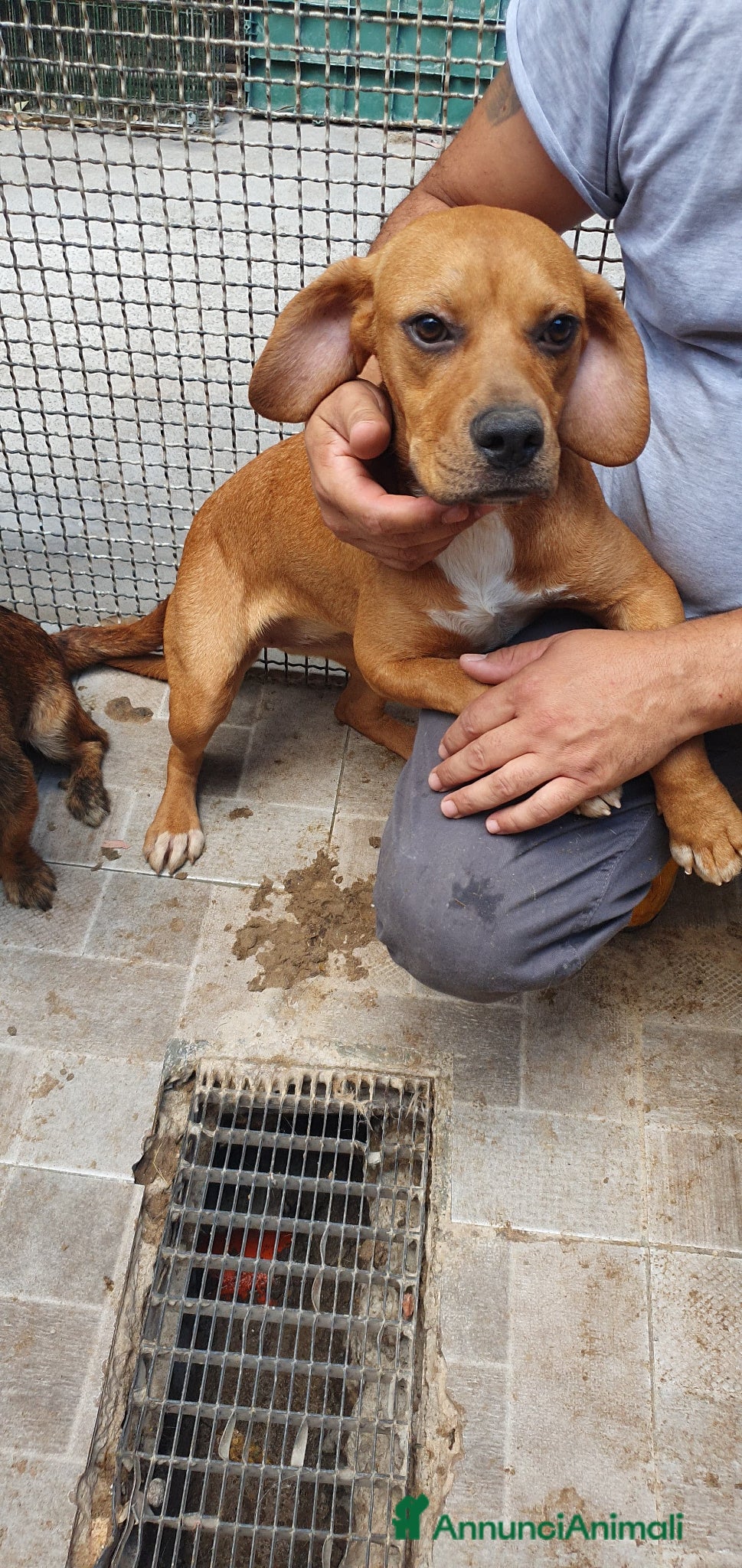 Meticcio cani Lucia cotoletta, cucciola in canile - Annuncio 19