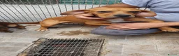 Meticcio cani in regalo: Lucia cotoletta, cucciola in canile - Annuncio 1
