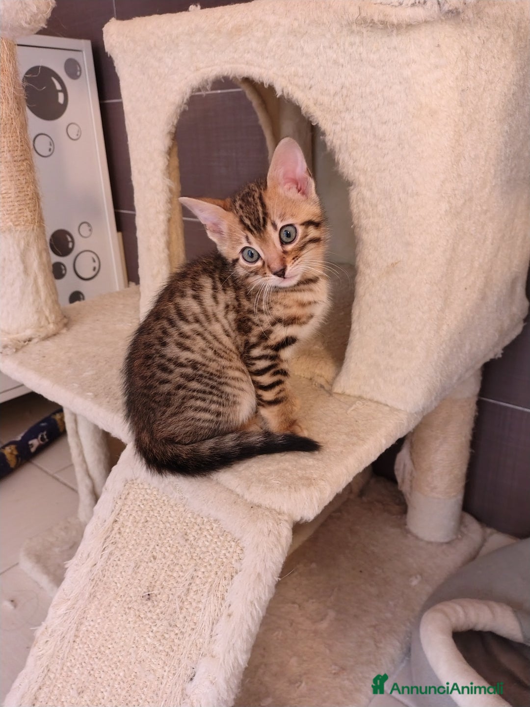 Bengala gatti in vendita: Piccoli bengala - Annuncio 4