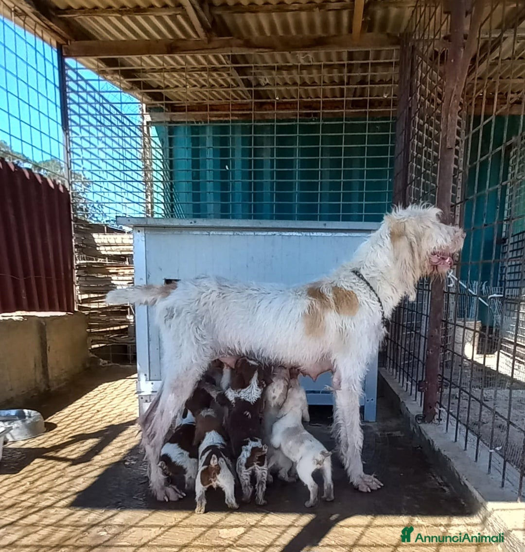 Spinone cani in vendita: Cuccioli di spinone  - Annuncio 1