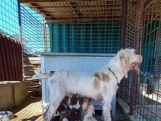 Spinone cani Cuccioli di spinone - Annuncio 3