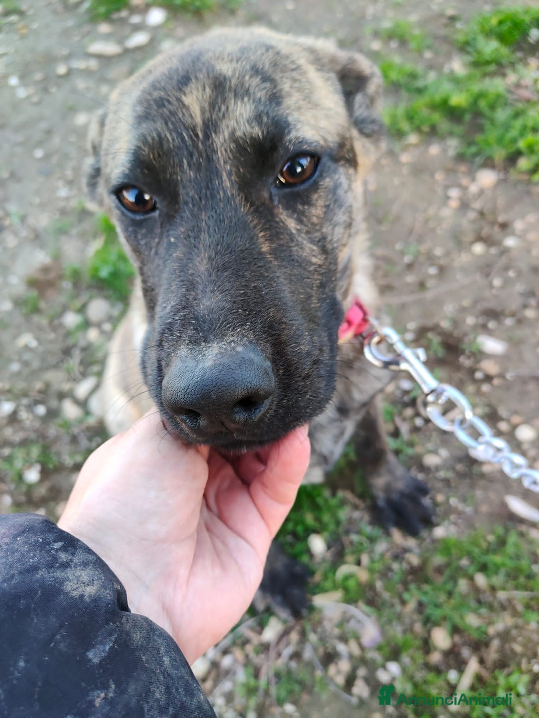 Altre razze cani in regalo: KARL, CHARLOTTE, GENNY E GENNARINO, - Annuncio 3