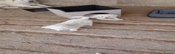 Pastore Abbruzzese Maremmano cani in regalo: Cuccioli di pastore maremmano a Città metropolitana di Sassari - Annuncio 4