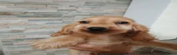 Cocker cani in vendita: Cocker spa iel - Annuncio 4