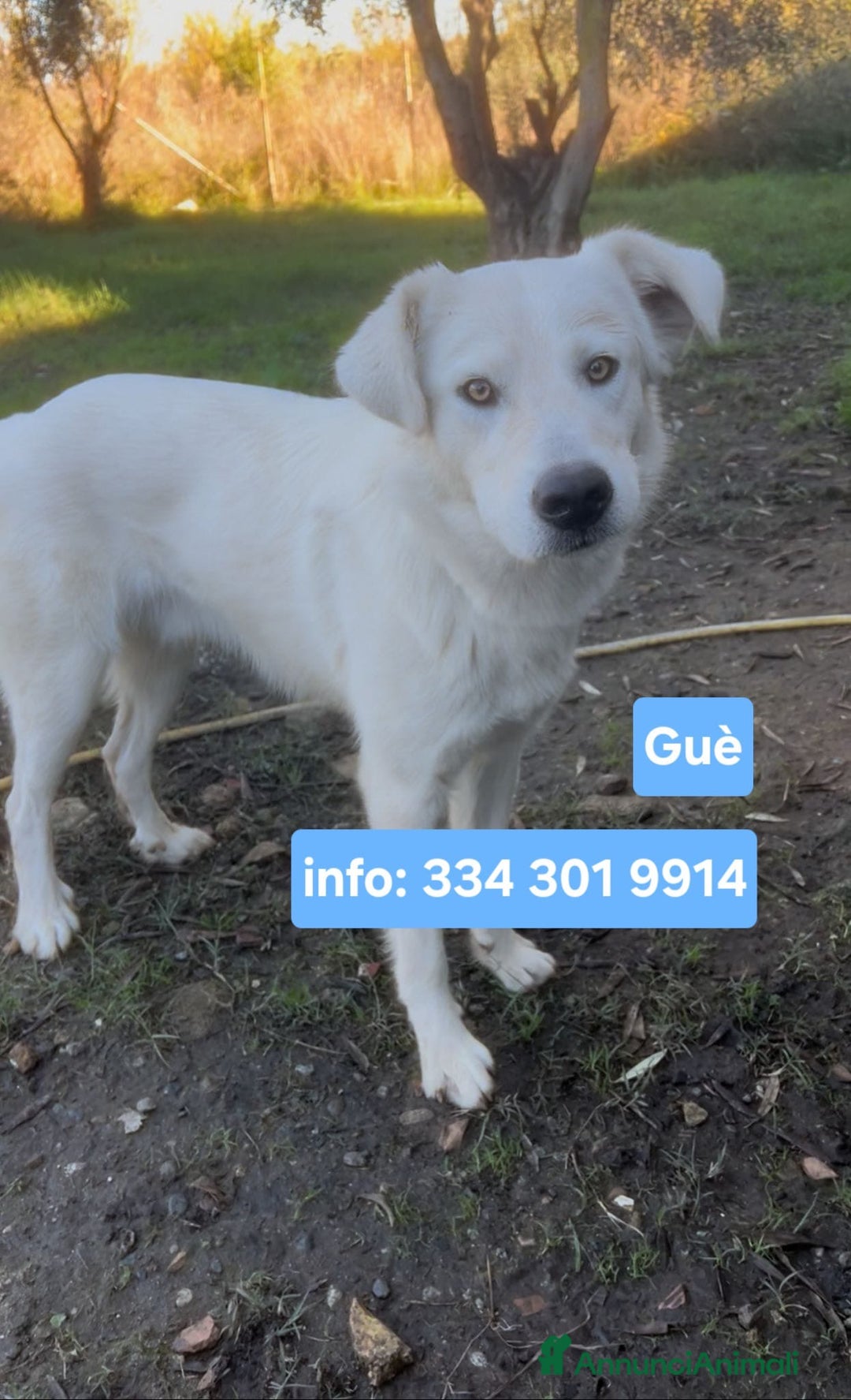 Meticcio cani in regalo: GUE’ 💙 -cucciolo di 11 mesi cerca ancora casa🙏🏻 - Annuncio 1