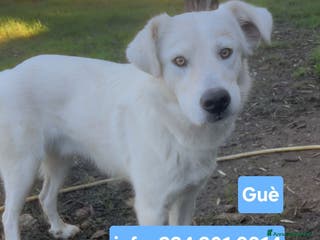 Meticcio cani GUE’ 💙 -cucciolo di 11 mesi cerca ancora casa🙏🏻 - Annuncio 35