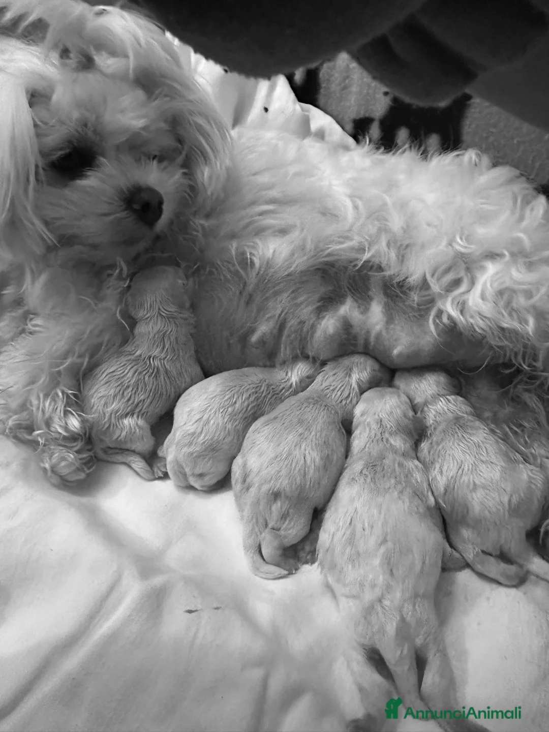Maltese cani in vendita: Cuccioli di maltese - Annuncio 14