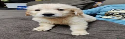 Golden Retriever cani in vendita: Cuccioli golden retriever  - Annuncio 6
