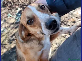 Meticcio cani ALPENLIEBE, TENERA PICCOLETTA DI 4 ANNI - Annuncio 25