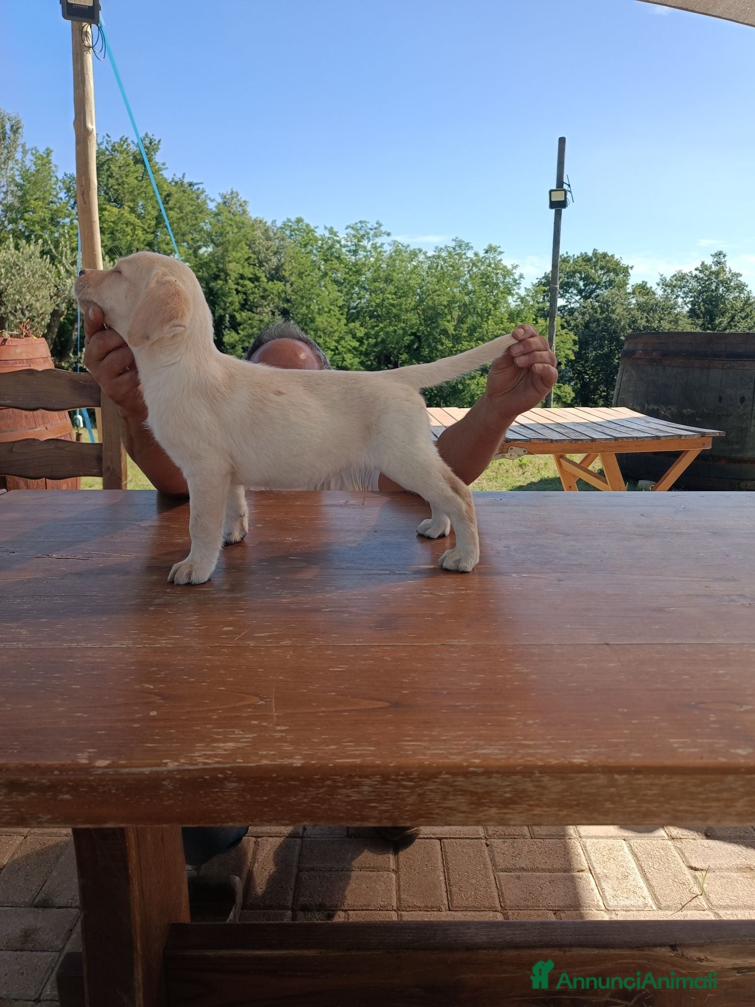 Labrador cani Cuccioli Labrador Neri e Miele - Annuncio 1