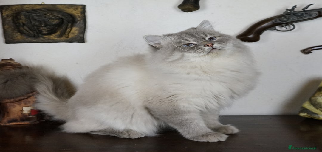 Immagine della galleria {{count}}