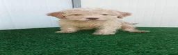 Lagotto cani in vendita: Lagotto Romagnolo  - Annuncio 3