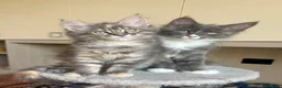 Maine Coon gatti in vendita: Splendidi e coccoloni cuccioli maine coon pedigree - Annuncio 5