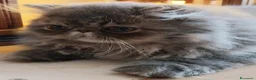 Persiano gatti in vendita: Cucciolo gatto persiano  - Annuncio 2