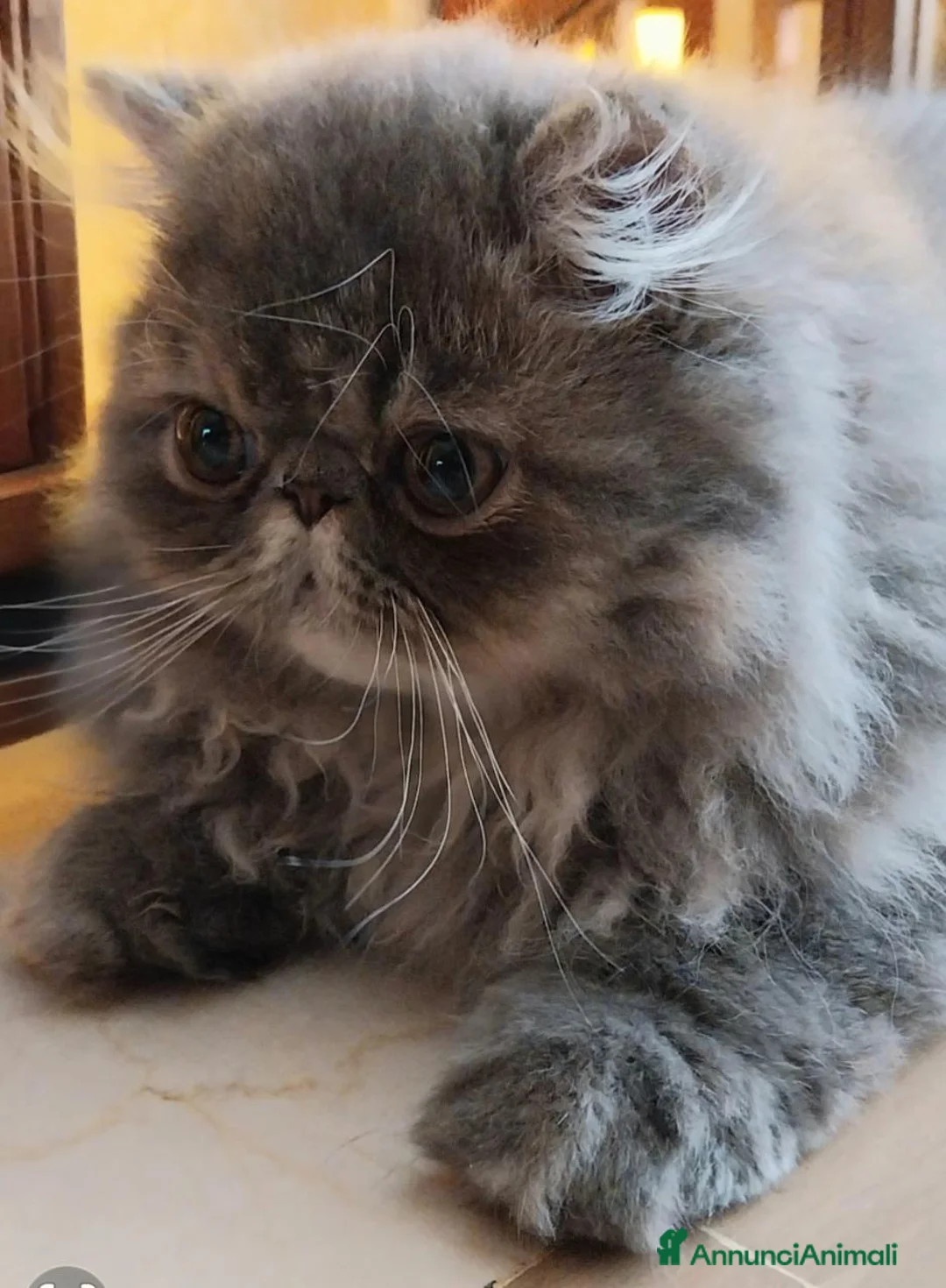 Persiano gatti in vendita: Cucciolo gatto persiano  - Annuncio 2