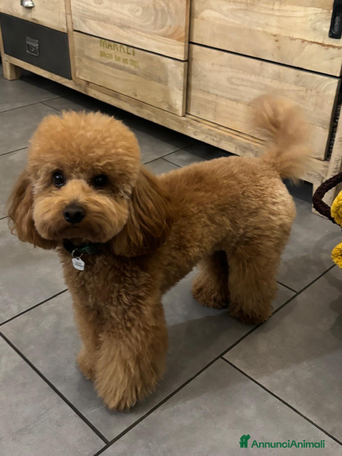 Barboncino Toy cani Cerco barboncina per accoppiamento  - Annuncio 3