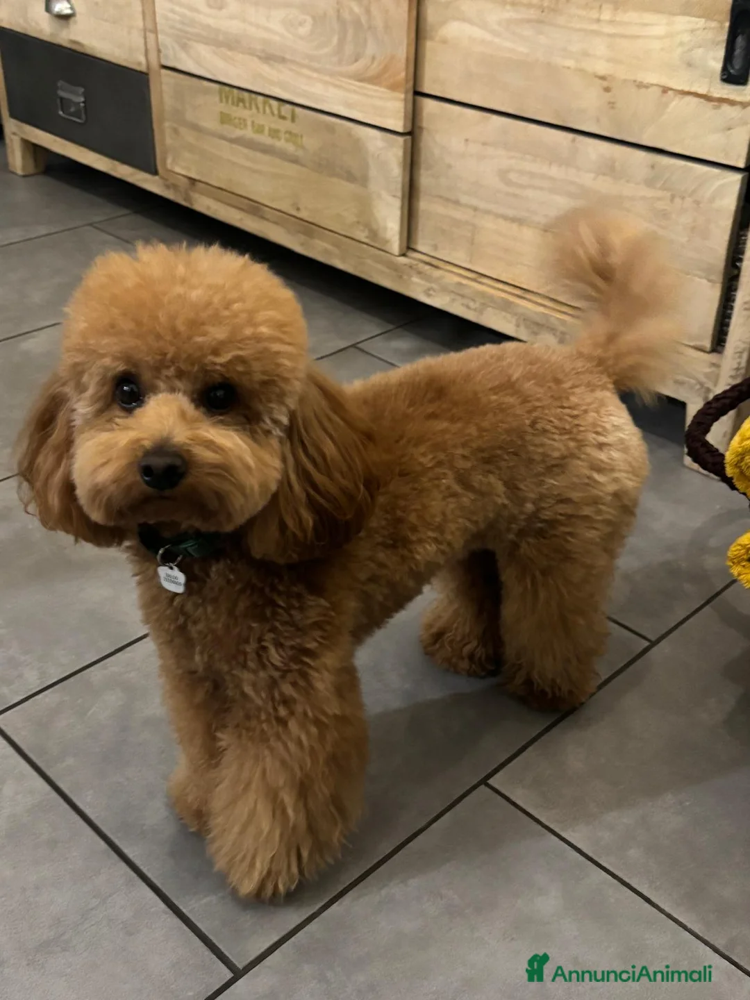 Barboncino Toy cani per accoppiamento: Cerco barboncina per accoppiamento  a Città Metropolitana di Torino - Annuncio 1