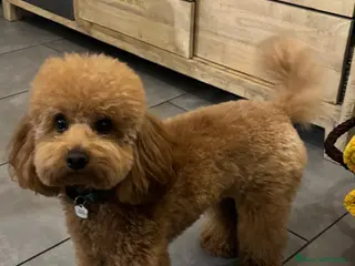 Barboncino Toy cani Cerco barboncina per accoppiamento - Annuncio 1