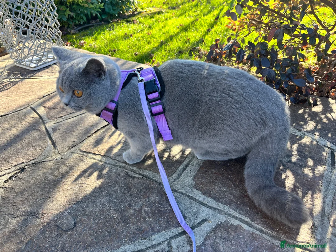 British gatti per accoppiamento: Cerco fidanzato per accoppiamento - Annuncio 2