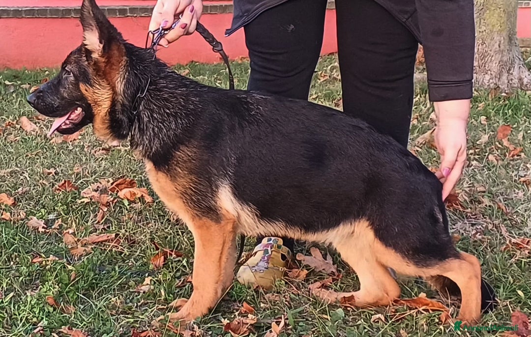 Pastore Tedesco cani in vendita: Cucciola di pastore tedesco  - Annuncio 1