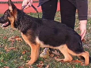 Pastore Tedesco cani Cucciola di pastore tedesco - Annuncio 2