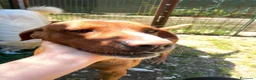 Meticcio cani in regalo: IL BELLISSIMO CORFU' - Annuncio 9