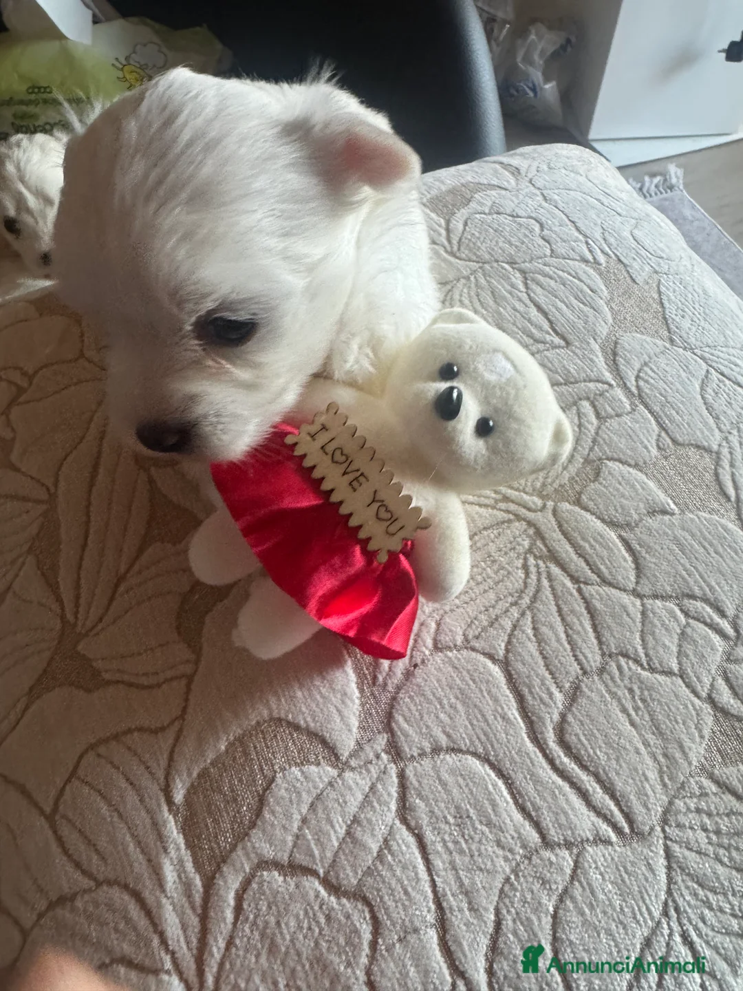 Maltese cani in vendita: Cucciole di maltese pura razza taglia piccola  a Provincia di Pisa - Annuncio 6