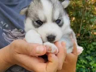 Husky cani Siberian Husky - Annuncio 8